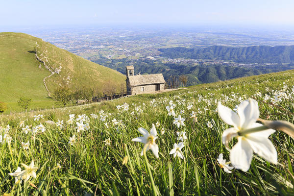 Church of Monte Linzone between daffodils meadows. Monte Linzone, Valico di Valcava(Valcava Pass), Val San Martino, Prealpi Bergamasche, Bergamo province, Lombardy, Italy.