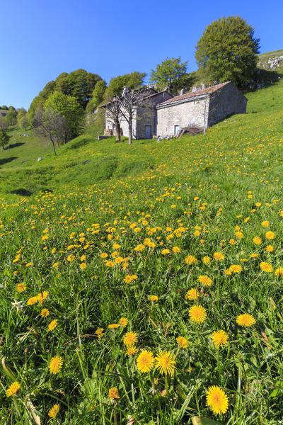 Blooming of dandelion near a old house. Valico di Valcava(Valcava Pass), Val San Martino, Bergamo province, Prealpi Bergamasche, Lombardy, Italy.