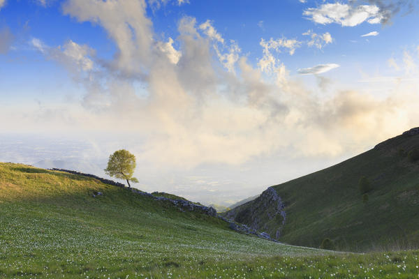 Lonely tree illuminated by sun. Monte Linzone, Valico di Valcava(Valcava Pass), Val San Martino, Prealpi Bergamasche, Bergamo province, Lombardy, Italy.