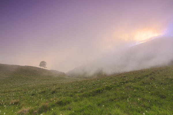 Lonely tree with clouds illuminated by sunset. Monte Linzone, Valico di Valcava(Valcava Pass), Val San Martino, Prealpi Bergamasche, Bergamo province, Lombardy, Italy.