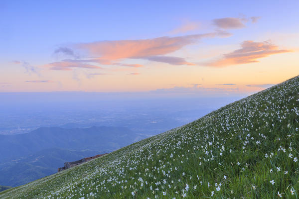 Blooming of daffodils during sunset at Monte Linzone, Valico di Valcava(Valcava Pass), Val San Martino, Prealpi Bergamasche, Bergamo province, Lombardy, Italy.