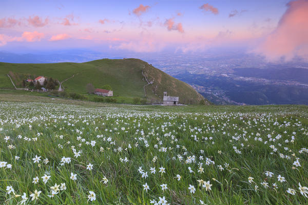 Blooming of daffodils during sunset at Monte Linzone, Valico di Valcava(Valcava Pass), Val San Martino, Prealpi Bergamasche, Bergamo province, Lombardy, Italy.