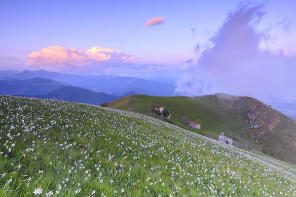 Blooming of daffodils during sunset at Monte Linzone, Valico di Valcava(Valcava Pass), Val San Martino, Prealpi Bergamasche, Bergamo province, Lombardy, Italy.