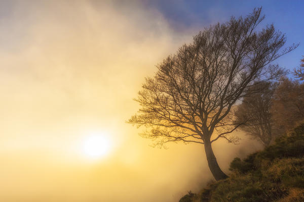 The sun illuminates a tree hidden by fog. Bocchetta di Prada, Grigna Settentrionale(Grignone), Northern Grigna Regional Park, Lombardy, Italy, Europe.