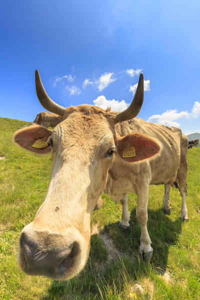 Cow grazes at the pasture. Alpe Colonno, Pigra, Val d'Intelvi, Como Lake, Lombardy, Italy, Europe.