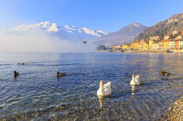 Swans and mallards swim in the lake near the village of Domaso, Como Lake, Lombardy, Italy, Europe.