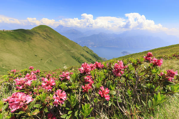 Flowering of rhododentrons with Monte Crocione in the background. Alpe Colonno, Pigra, Val d'Intelvi, Como Lake, Lombardy, Italy, Europe.