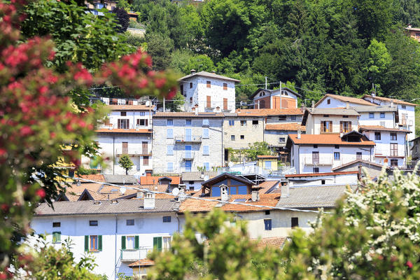 Summer blooms at the village of Pigra. Pigra, Val d'Intelvi, Como Lake, Lombardy, Italy, Europe.