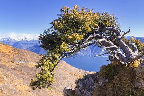 Pine on the ridge overlooking the Rifugio Menaggio. Monte Grona, Plesio, Como Lake, Lombardy, Italy, Europe