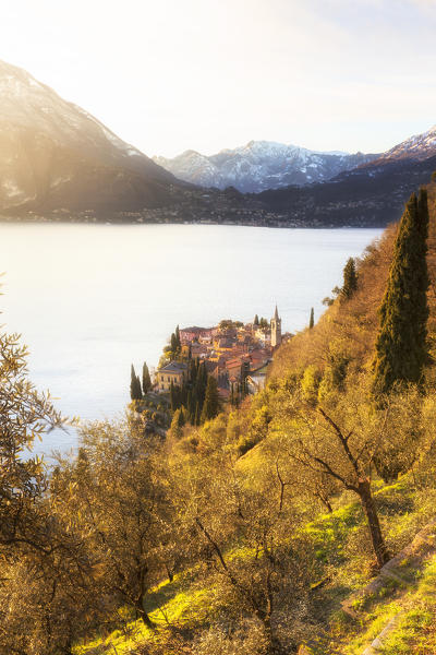 Village of Varenna from olive field, Como Lake, Lombardy, Italy, Europe.