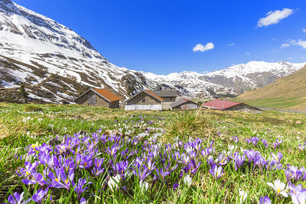 Flowering of purple Crocus nivea near a small  village at Julier Pass, Parc Ela, Region of Albula, Canton of Graubünden, Switzerland, Europe.