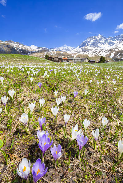 Flowering of Crocus nivea at Alp Flix.  Alp Flix, Sur, Surses, Parc Ela, Region of Albula, Canton of Graubünden, Switzerland, Europe.