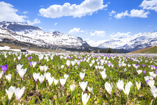 Flowering of Crocus nivea at Alp Flix.  Alp Flix, Sur, Surses, Parc Ela, Region of Albula, Canton of Graubünden, Switzerland, Europe.