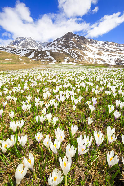 Flowering of Crocus nivea at Alp Flix.  Alp Flix, Sur, Surses, Parc Ela, Region of Albula, Canton of Graubünden, Switzerland, Europe.