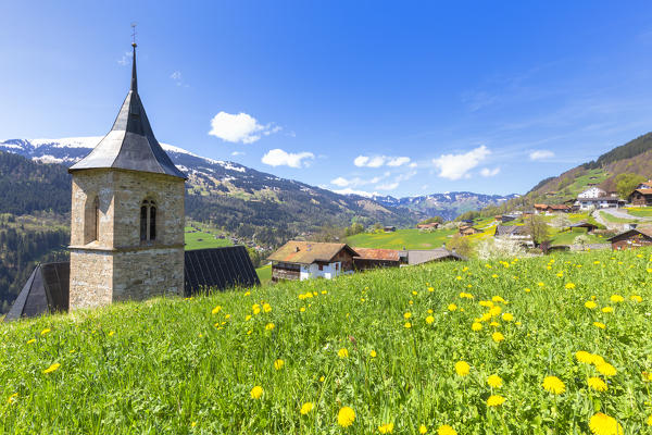 Spring blooms at the church of Sankt Antonien, Prattigau valley, District of Prattigau/Davos, Canton of Graubünden, Switzerland, Europe.