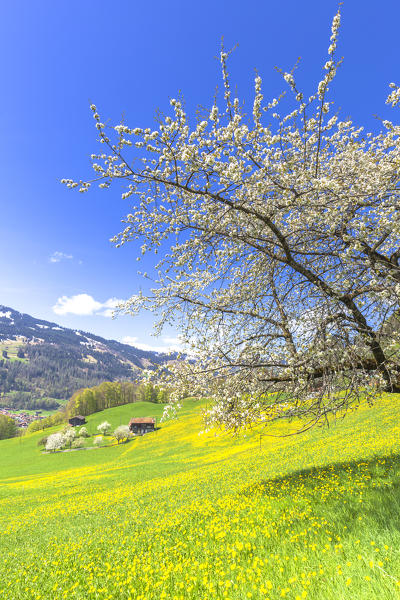 Spring blooms in Sankt Antonien, Prattigau valley, District of Prattigau/Davos, Canton of Graubünden, Switzerland, Europe.