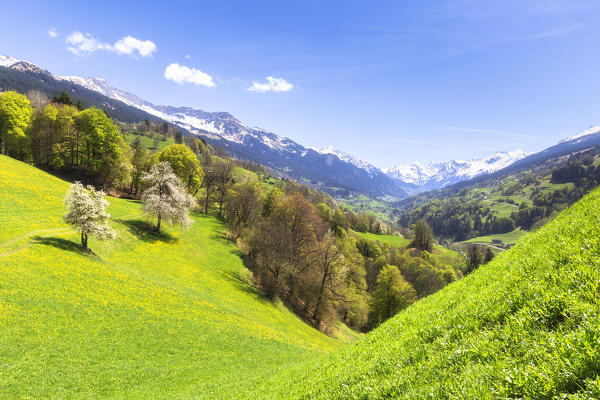 Cherry trees in bloom in Sankt Antonien,  Prattigau valley, District of Prattigau/Davos, Canton of Graubünden, Switzerland, Europe.