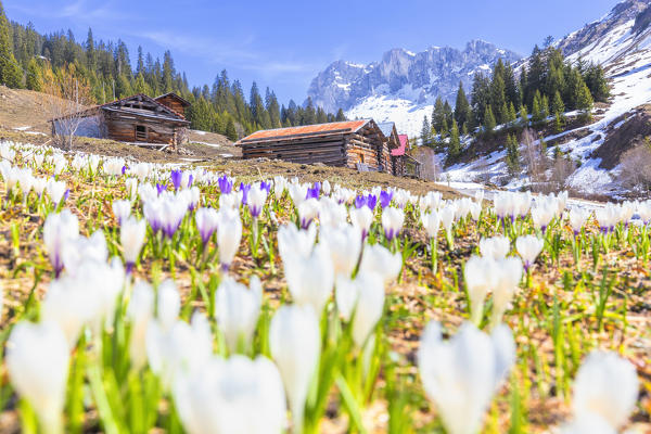 Flowering of Crocus nivea in Partnun with the Ratikon mountain range in the background. Partnun, Prattigau valley, District of Prattigau/Davos, Canton of Graubünden, Switzerland, Europe.