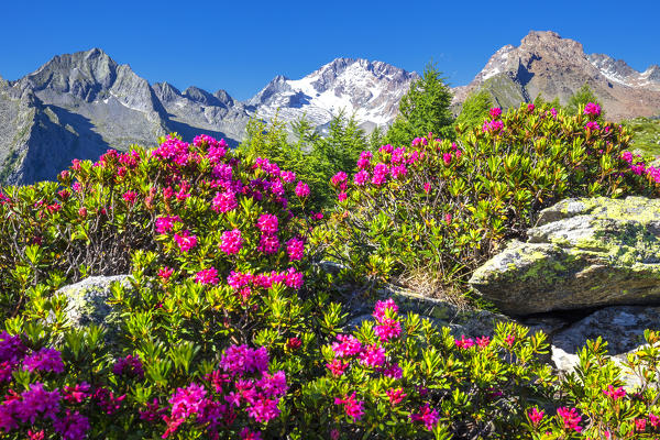 Flowering of rhododendrons with Mount Disgrazia in the background. Mount Scermendone, Valmasino, Valtellina, Lombardy, Italy, Europe.