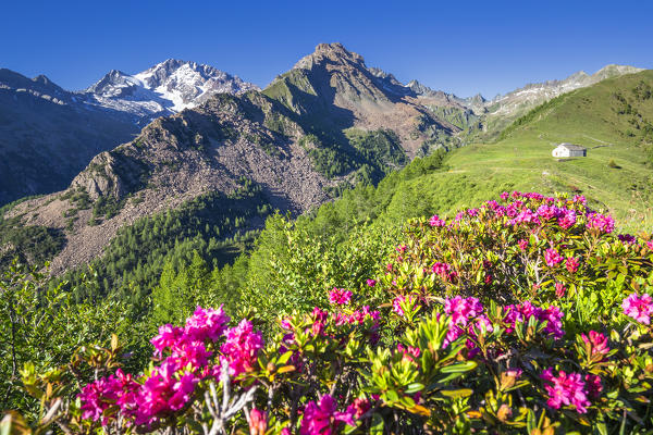 Flowering of rhododendrons with Mount Disgrazia and mountain church in the background. Mount Scermendone, Valmasino, Valtellina, Lombardy, Italy, Europe.