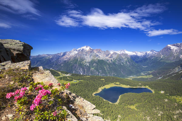 Lake Palù and Mount Disgrazia looks from above with flowering of rhododendrons in the foreground. Mount Roggione, Valmalenco, Valtellina, Lombardy, Italy, Europe.