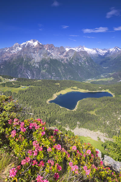 Lake Palù and Mount Disgrazia looks from above with flowering of rhododendrons in the foreground. Mount Roggione, Valmalenco, Valtellina, Lombardy, Italy, Europe.