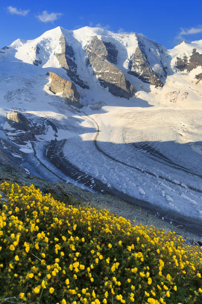 Summer flowering above the Vedret Pers Glacier. Diavolezza Refuge, Bernina Pass, Engadin, Graubünden, Switzerland, Europe.