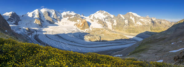 Summer flowering above the Vedret Pers Glacier. Diavolezza Refuge, Bernina Pass, Engadin, Graubünden, Switzerland, Europe.