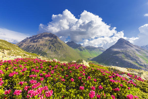 Flowering of rhododendrons with Val dal Fain in the background. Bernina Pass, Engadin, Graubünden, Switzerland, Europe.