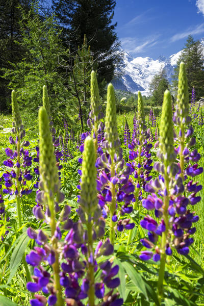 Bloom of lupine with Morterasch Glacier in the background. Morterasch Glacier, Bernina Pass, Engadin, Graubünden, Switzerland, Europe.