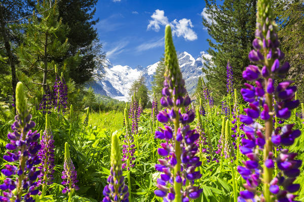 Bloom of lupine with Morterasch Glacier in the background. Morterasch Glacier, Bernina Pass, Engadin, Graubünden, Switzerland, Europe.