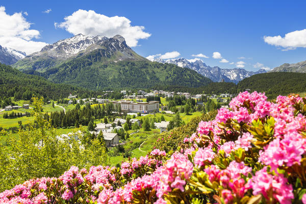 Flowering of rhododendrons with Maloja Pass in the background. Maloja Pass, Engadin, Graubünden, Switzerland, Europe.