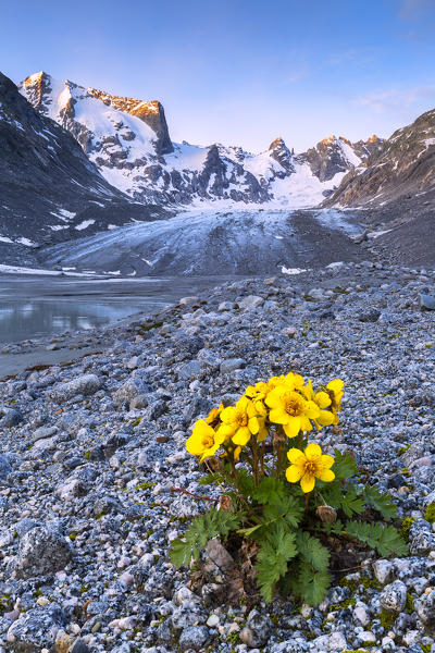 Flowering of anemones at Forno Glacier, Forno Valley, Maloja Pass, Engadin, Graubünden, Switzerland, Europe.