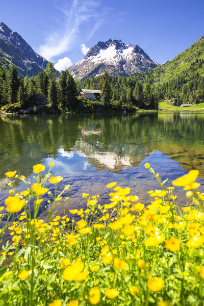 Summer flowering at Lake Cavloc, Forno Valley, Maloja Pass, Engadin, Graubünden, Switzerland, Europe.