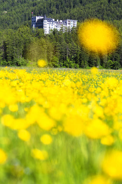 Summer bloom with Hotel Fex in the background. Sils, Engadin, Graubünden, Switzerland, Europe.