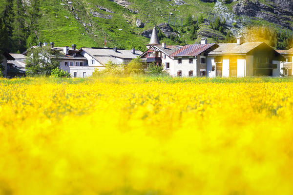 Summer bloom with village of Sils in the background. Sils, Engadin, Graubünden, Switzerland, Europe.