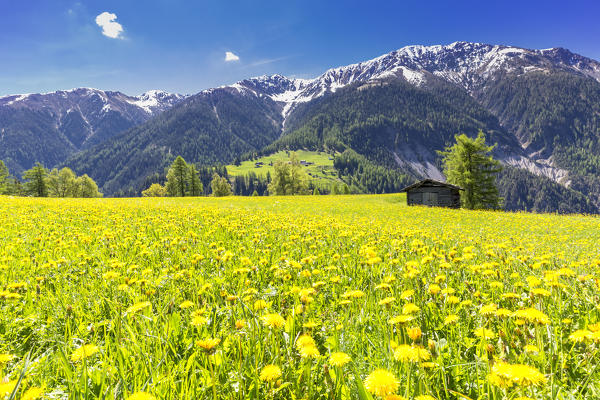 Flower meadows with traditional hut in Davos Wiesen, Parc Ela, Prettigau/Davos, Graubünden, Switzerland, Europe.