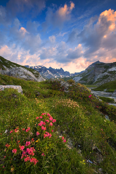 Flowering of Rhododendrons at sunrise. Unterer Segnesboden, Flims, District of Imboden, Canton of Grisons, Switzerland, Europe