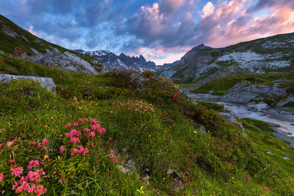 Flowering of Rhododendrons at sunrise. Unterer Segnesboden, Flims, District of Imboden, Canton of Grisons, Switzerland, Europe