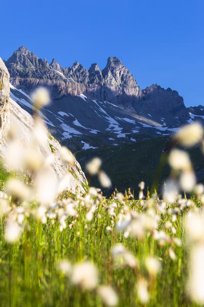 Flowering of cotton grass with Tschingelhorner peak in the background. Unterer Segnesboden, Flims, District of Imboden, Canton of Grisons, Switzerland, Europe