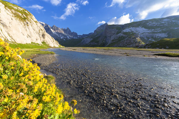 Yellow flowers near the river at Unterer Segnesboden, Flims, District of Imboden, Canton of Grisons, Switzerland, Europe