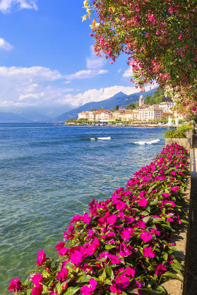 Flowering on the lake side of Bellagio, Province of Como,  Como Lake, Lombardy, Italy, Europe.