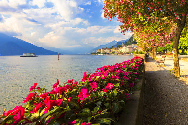 Flowering on the lake side of Bellagio, Province of Como,  Como Lake, Lombardy, Italy, Europe.