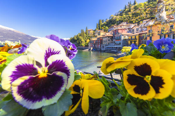 Colourful flowering on the lake. Varenna, Province of Lecco,  Como Lake, Lombardy, Italy, Europe.