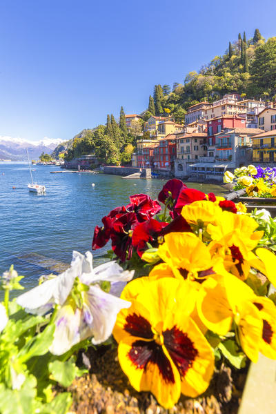 Colourful flowering on the lake. Varenna, Province of Lecco,  Como Lake, Lombardy, Italy, Europe.