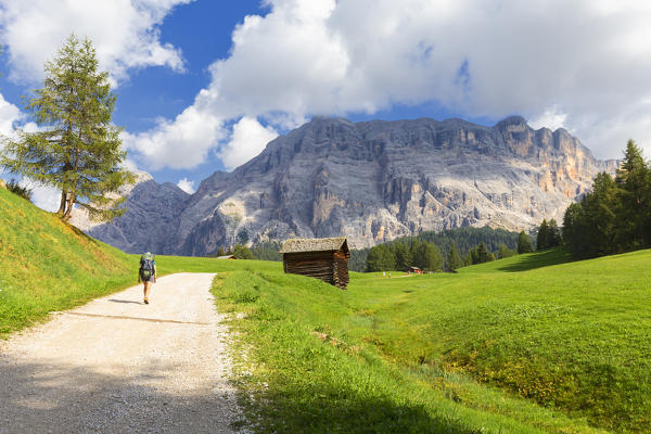 Hiker walks on a track with Sasso della Croce in the background. La Valle/La Val/Wengen,  Badia Valley, South Tyrol, Dolomites, Italy, Europe.