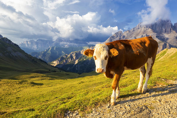 Grazing cow at San Nicolò Pass, Fassa Valley, Trentino, Dolomites, Italy, Europe.