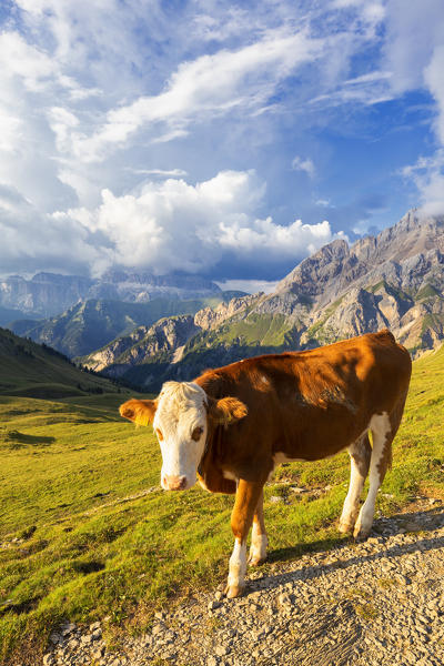 Grazing cow at San Nicolò Pass, Fassa Valley, Trentino, Dolomites, Italy, Europe.