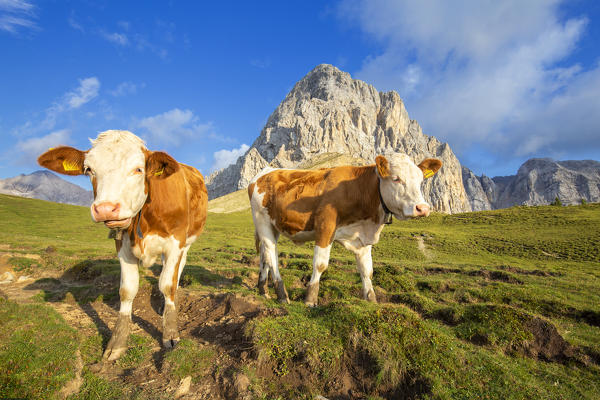 Grazing cows at San Nicolò Pass, Fassa Valley, Trentino, Dolomites, Italy, Europe.