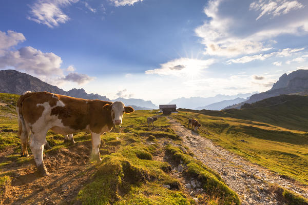 Grazing cows at San Nicolò Pass, Fassa Valley, Trentino, Dolomites, Italy, Europe.